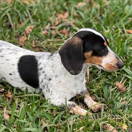 Cajun - Dachshund
