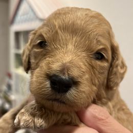Boy 6 - Goldendoodle puppy in Cameron Park, California from Silkie Doodles