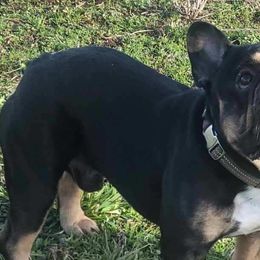 Companion Crosses and French Bulldogs from Blue’s Frenchton’s and  Frenchie’s