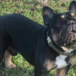 Companion Crosses and French Bulldogs from Blue’s Frenchton’s and  Frenchie’s