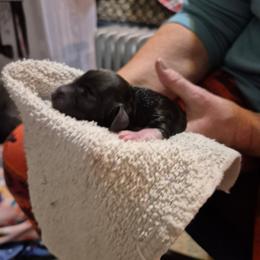 Berry - Piebald male Dachshund puppy in Mountain Home, Idaho from Desert Wind Dachshunds