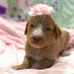 Allie - Apricot female Goldendoodle puppy in Willacoochee, Georgia from Kitandkboodle's Doodles