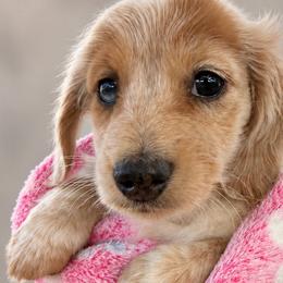 Daphne - Dapple female Dachshund puppy in Jarales, New Mexico from Poker Paws Dachshunds
