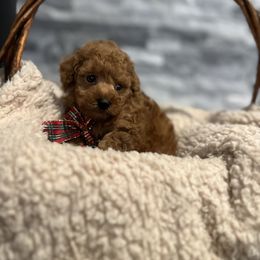Cavapoo, Cockapoo, and Poodle Puppies from Heavenly Puppies to Love