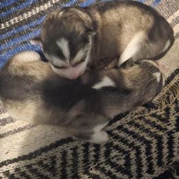 'A' 1 - Gray and white female Alaskan Malamute puppy in Reddick, Florida from SouthernStar Kennels