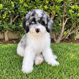Millie - Merle female Sheepadoodle puppy in Los Angeles, California from Exquisite Doodles