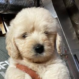 Skittle - Cream female Goldendoodle puppy in Baldwin, Georgia from Simmons F1b Goldendoodles