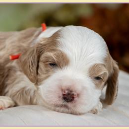 Boy 3 - male Cockapoo puppy in Connersville, Indiana from Deaz Doodle Ranch