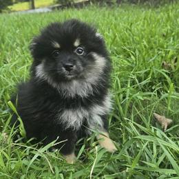 Pomeranian Puppies from Raja & Emri’s Adventures
