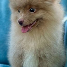 Boy 3 (AKC Registered) - Lavender Pomeranian puppy in Decatur, Georgia from Pomma Momma Pomeranians