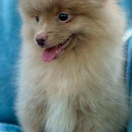 Boy 3 (AKC Registered) - Lavender Pomeranian puppy in Decatur, Georgia from Pomma Momma Pomeranians