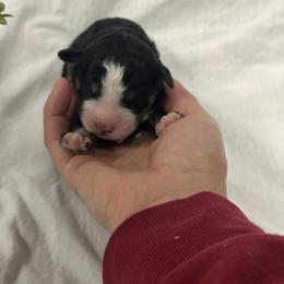 Puppy 1 - Tri-color female Bernedoodle puppy in Leesport, Pennsylvania from Bechtel’s Tiny Bernadoodles