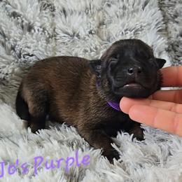 Jo's Purple - Mahogany female Belgian Malinois puppy in Berry, Alabama from North River k9