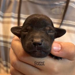 Fozzie - Black and tan male Schnoodle puppy in Sedalia, Missouri from Farmer Brown's Puppies