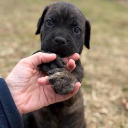 Orange - Black brindle male Cane Corso puppy in Opelousas, Louisiana from Azelees Cane Corso