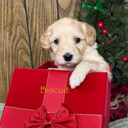 Biscuit - Cream male Australian Labradoodle puppy in Easley, South Carolina from Royal Diamond Labradoodles