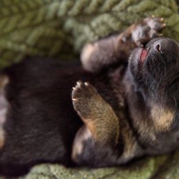 German Shepherd Puppies from Platz German Shepherds