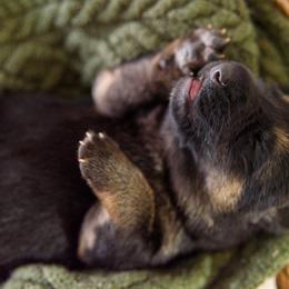 German Shepherd Puppies from Platz German Shepherds
