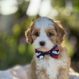 Blue - Red male Australian Labradoodle puppy in Anderson, California from Shaggy Doodles