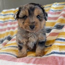 Echo - Blue merle male Australian Shepherd puppy in Sparta, Missouri from Sis' Doodles & Poodles