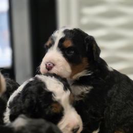 Male 4 - Tri-color male Bernedoodle puppy in Shelton, Washington from NW Bernedoodles of Washington
