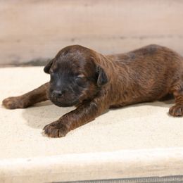 Joey - Red male Whoodle puppy in West Bend, Iowa from Blue Skies Terriers