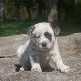 Blossom - Blue speckled Australian Cattle Dog puppy in Buffalo Valley, Tennessee from Buffalo Valley Breeders