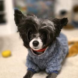 Shelby - Chinese Crested