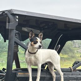 Whiskie - Jack Russell Terrier