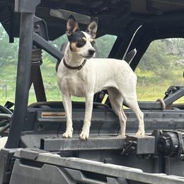 Whiskie - Jack Russell Terrier