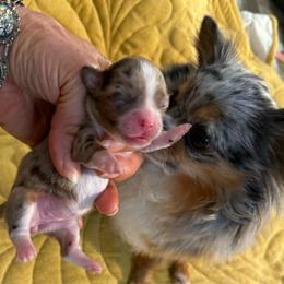 Pebbles 11,000 plus tax - Merle female Chihuahua puppy in Summerfield, Florida from Uey’s Chihuahuas