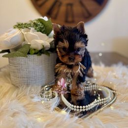 Jasper (Mini Shop and Hocus Pocus Lineage) - Black and tan male Yorkshire Terrier puppy in Pittsburg, California from Crystal Garden Yorkies