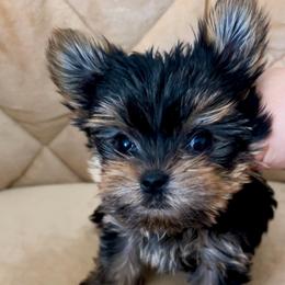Oliver - Blue and gold male Yorkshire Terrier puppy in Brooklyn, New York from Yorkies Boutique