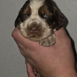 Tigger - Liver white and roan male English Springer Spaniel puppy in Florida from Thunderbird Springers