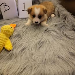 Boy 1 - Red male Pembroke Welsh Corgi puppy in Poplar, Wisconsin from Tshandra Corgis