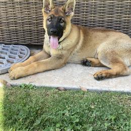 Beauceron, German Shepherd, and Golden Retriever Puppies from Von Zirbes Hundehutte