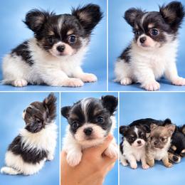 Salam - Black and white male Chihuahua puppy in Tremonten, Utah from Qu-Te's Chihuahuas