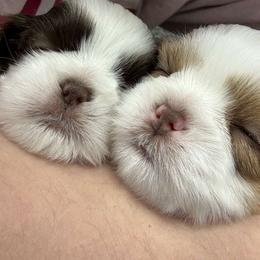 Shih Tzu Puppies from Wood Foo Breeders