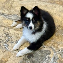 Sweetie - Tri-color female Pomsky puppy in Magnolia, Texas from Solace Shelties and Pomskies