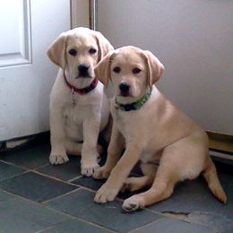 Labrador Retriever Puppies from Andrew Ewing