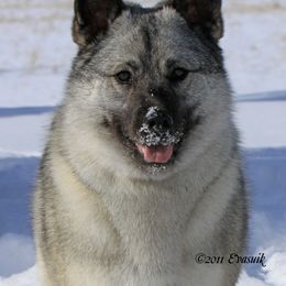 Norwegian Elkhound All Grown Up from Aspen Norwegian Elkhounds