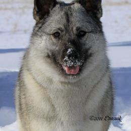 Norwegian Elkhound All Grown Up from Aspen Norwegian Elkhounds