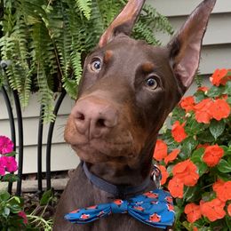 Doberman Pinscher Puppies from JM Dobermans