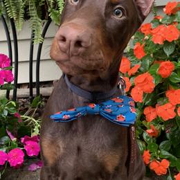 Doberman Pinscher Puppies from JM Dobermans