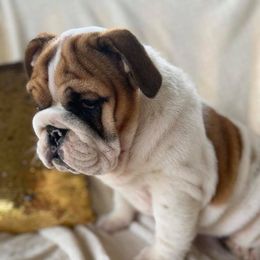 Bulldog and French Bulldog Puppies from Crystals Bulldog Bungalow