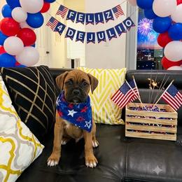 Orange - Fawn female Boxer puppy in Denver, Colorado from Yuni’s AKC Boxers