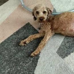 Goldendoodles from Aspen Hills Elite Breeding