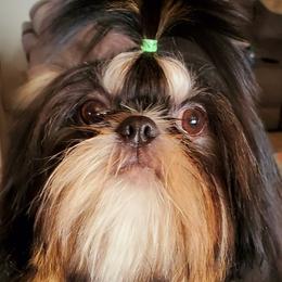 ta ta - Shih Tzu