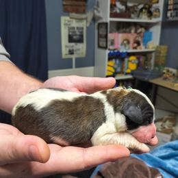 Boy 2 - Brown and white male Saint Bernard puppy in Clover, South Carolina from Sweetest Saints