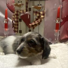MOCHI - Dapple male Dachshund puppy in Elizabethtown, Kentucky from Teeny Tiny Puppy Tails